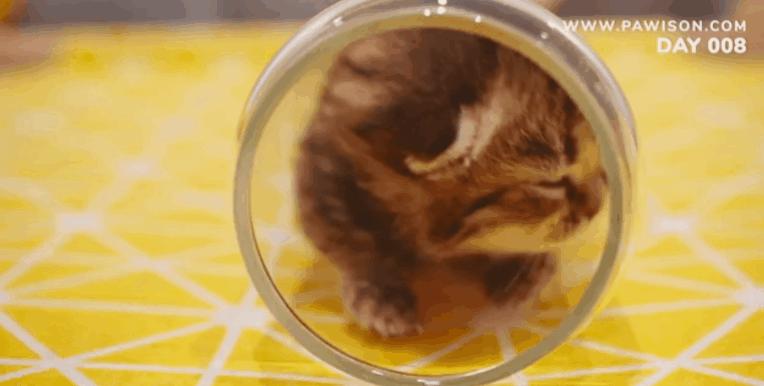 国家一级保护野生猫,国家一级保护哺乳动物名单