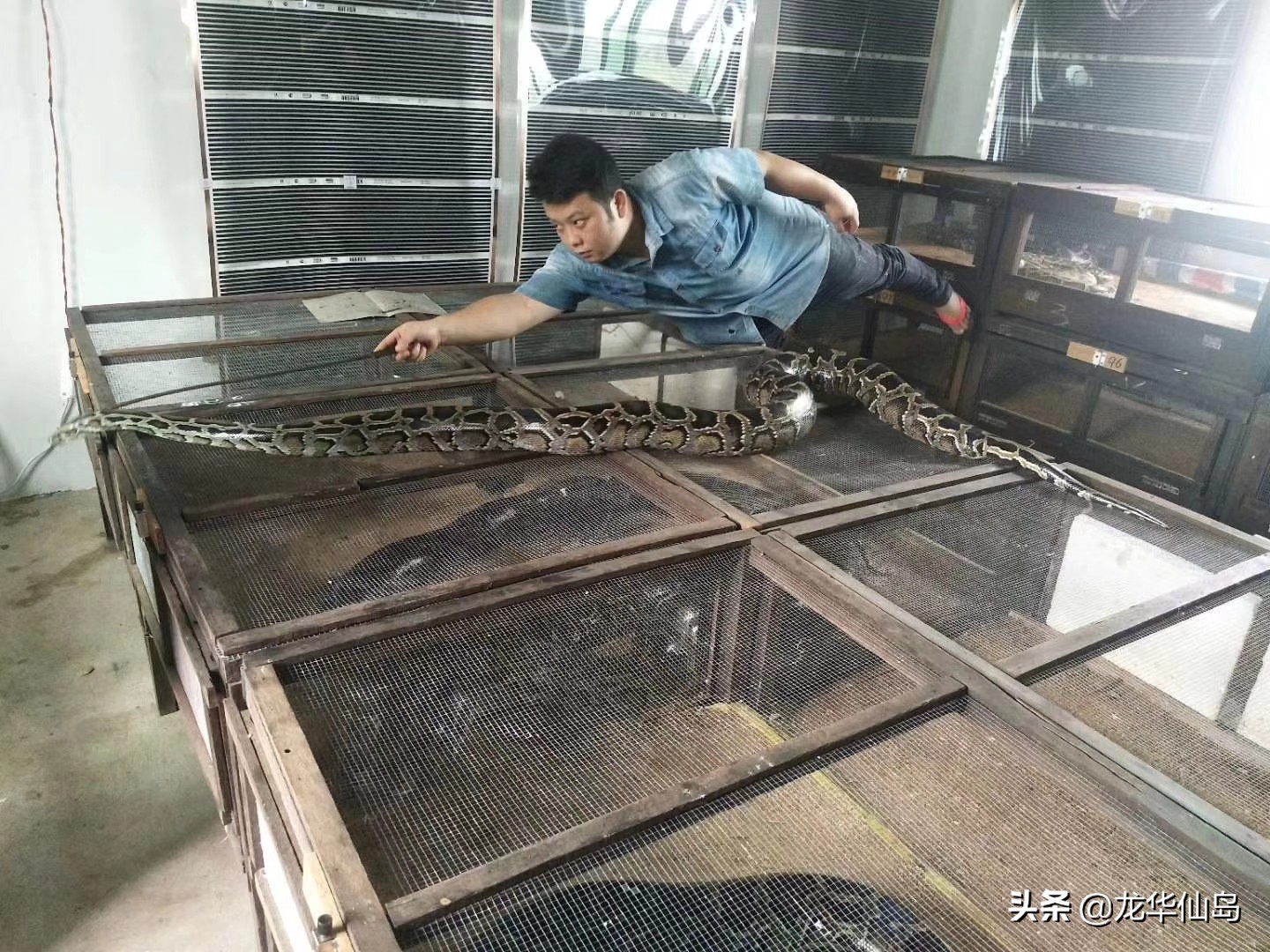 蟒蛇油使用案例与方法