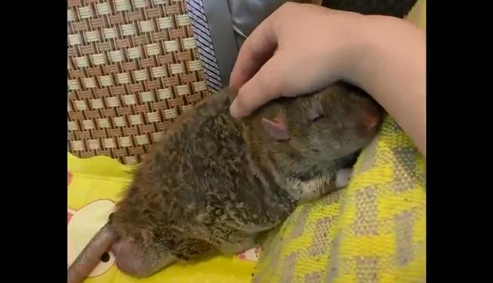 精灵鼠小弟是什么老鼠,精灵鼠小弟个人简介