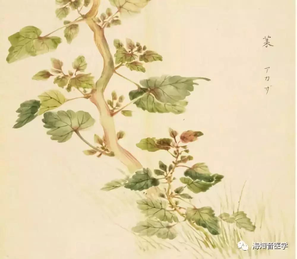 南有乔木不可休思的对偶句,南有乔木不可休思的思是什么意思