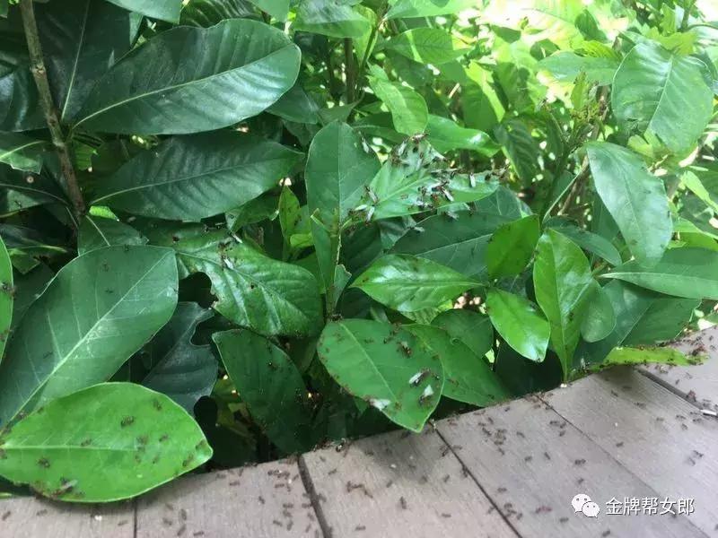 红火蚁出没村民被咬致休克,邕江边红火蚁