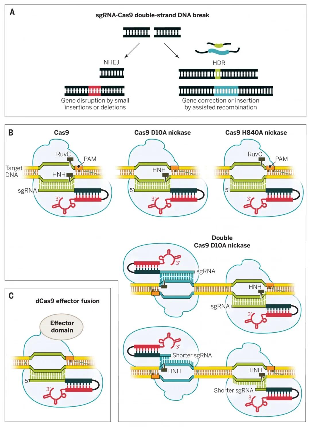 CRISPR/Cas基因编辑疗法的前景与伦理争议