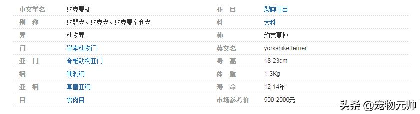 可爱的小型犬,可爱好养的小型犬
