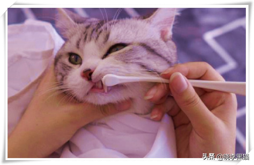 猫牙周炎自愈的最佳方法,猫咪牙周炎靠刷牙能痊愈嘛