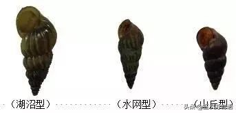 锥螺也叫钉螺吗,钉螺与锥螺都能吃吗