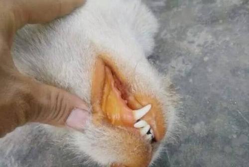 真正的良心猫粮,金装好主人猫粮是毒猫粮吗