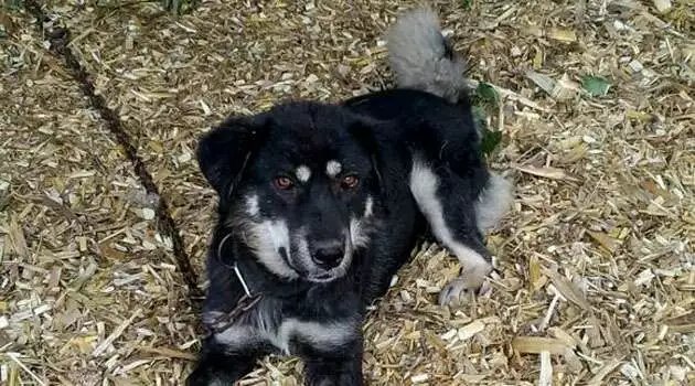 北方的四眼狗,童年的小四眼狗