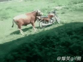 乌龟：你看那口锅，像极了爱情