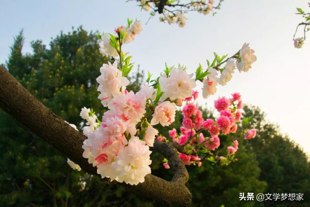 春天的成语和古诗句,有哪些是关于春天的成语