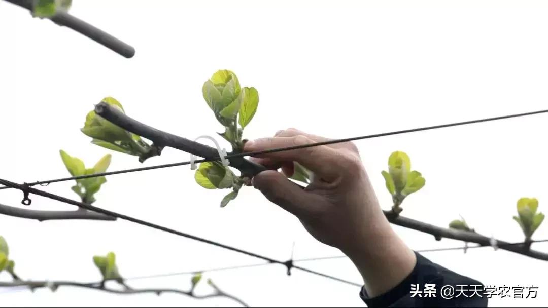 施那么多萌芽肥都浪费了?专家支招,一亩地50块肥钱足够了!