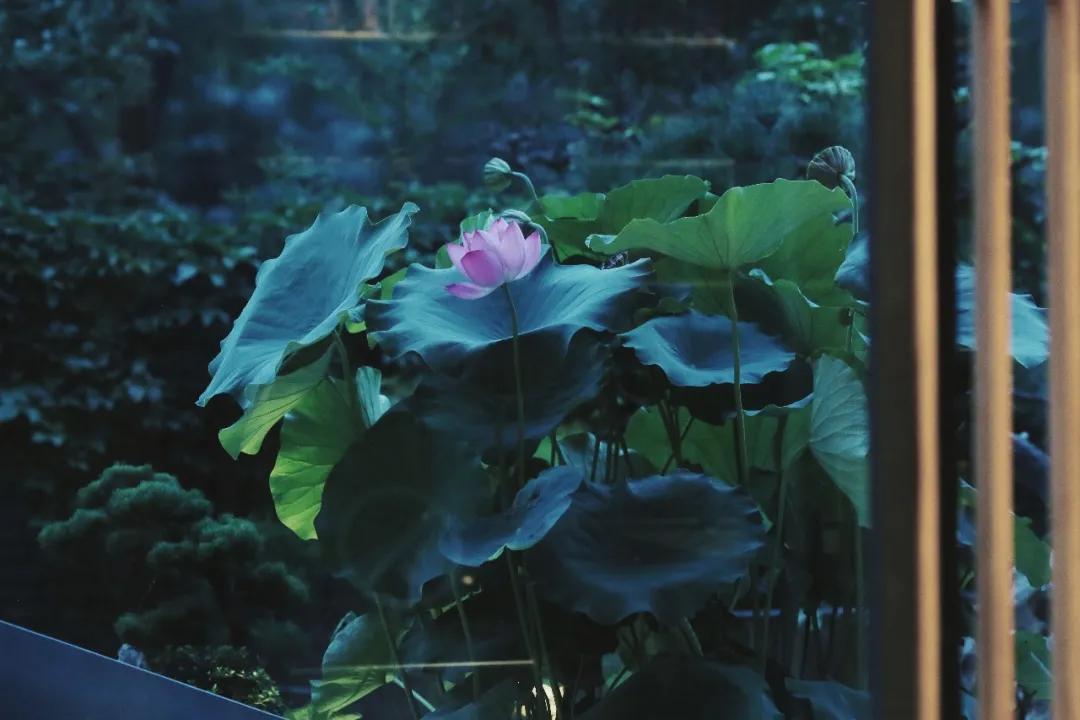 用三年时间雕琢洛河边上的西湖味道，劳斯莱斯级别的美食享受