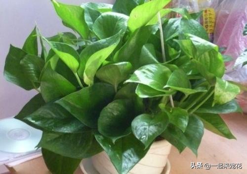 家里过期的小药片用来养花有妙用,过期的药片可以直接放在花盆里吗