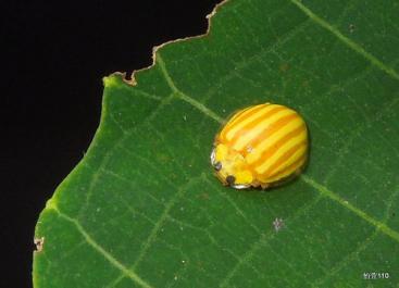 吃肉的瓢虫是农夫的好帮手,别再将它们一网杀尽啦!