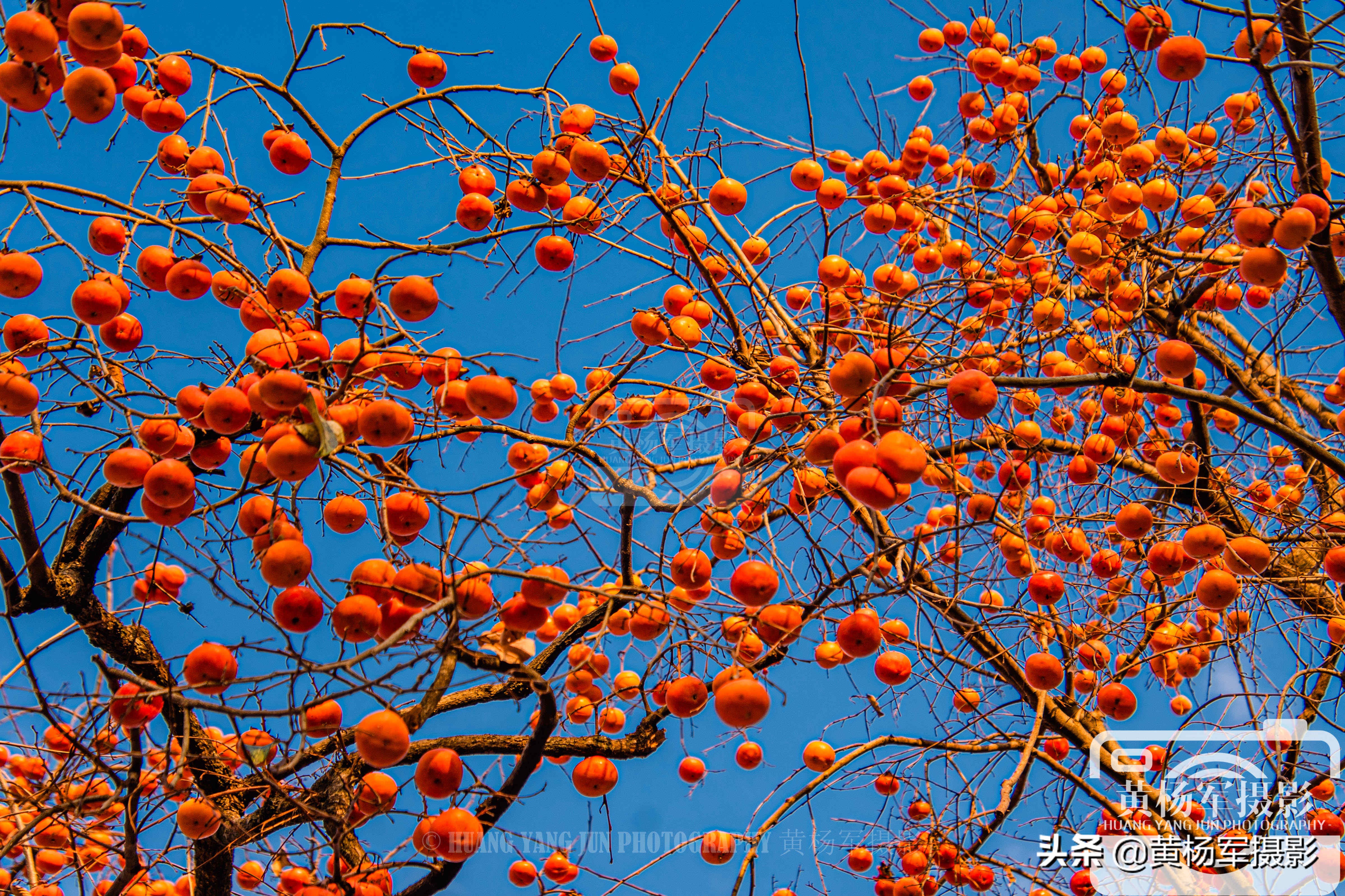 家乡的柿子熟了挂满枝头惹人喜爱,山里的柿子树熟了这里真美