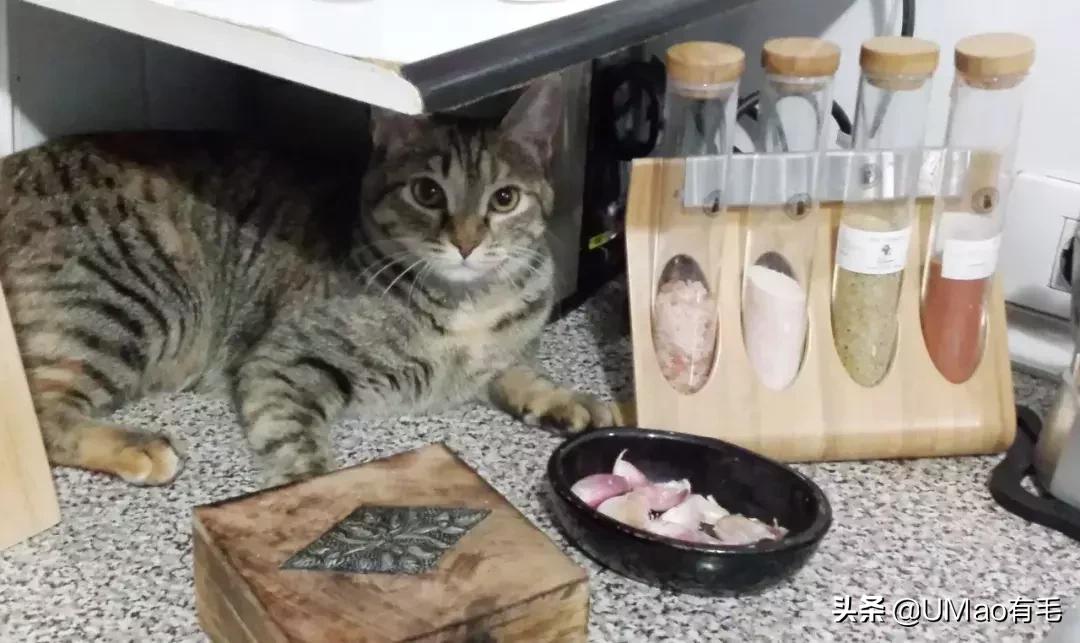 厨房是猫咪的修罗场，随便一项就能重伤