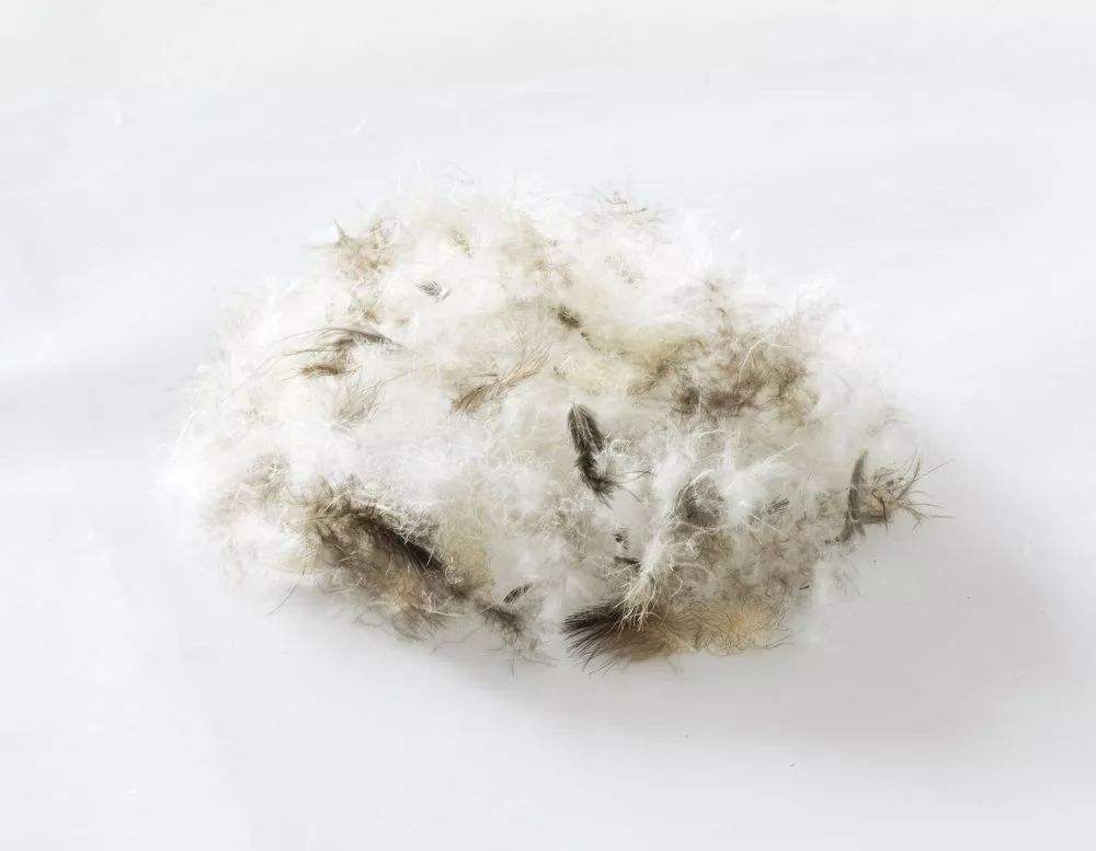 羽绒怎么处理无异味,羽绒相关问题