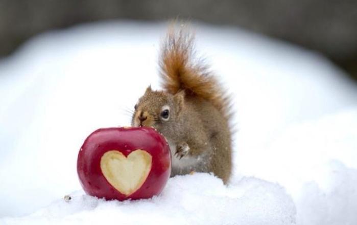 松鼠怎么胆子越来越小,松鼠训练到处乱窜