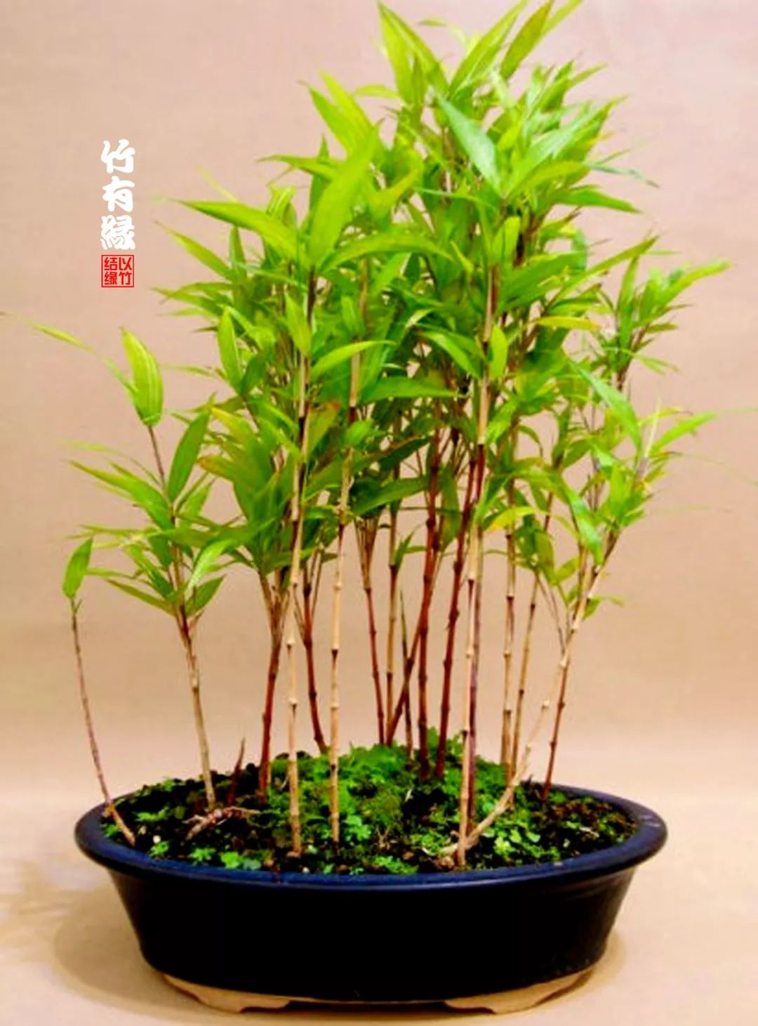 这红竹子美的——简直让人不敢相信是真的！