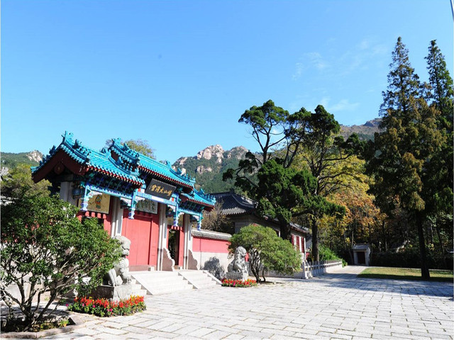 崂山茶叶好不好喝呀知乎,你有没有喝过崂山白花蛇草水