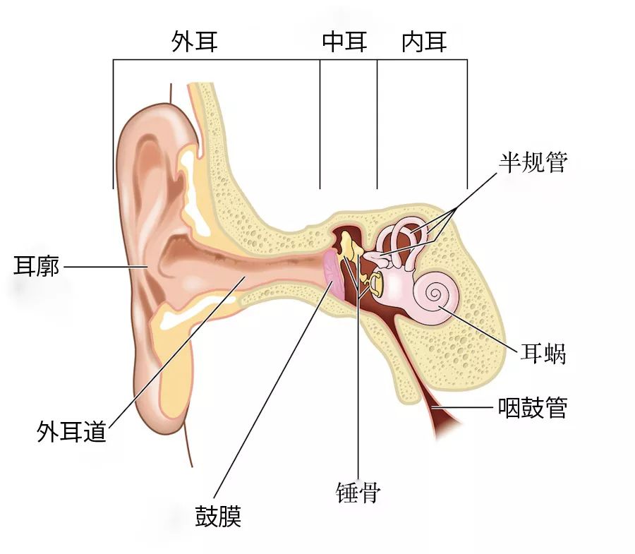 第一次坐飞机耳朵疼是啥原因,坐飞机戴耳机能缓解耳朵疼吗