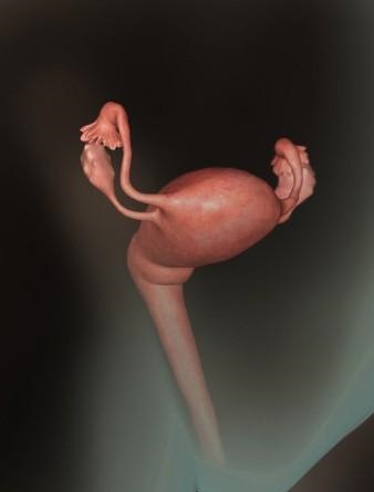 胎儿发育全过程标本,是否能看到胎儿的发育过程