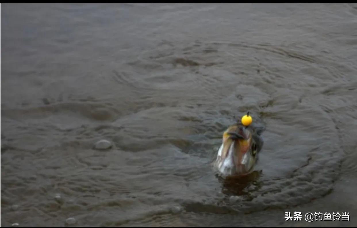 铅坠躺底钩饵悬浮,钓鲤鱼非常有效,论四川特有的钓法:珠珠钓法