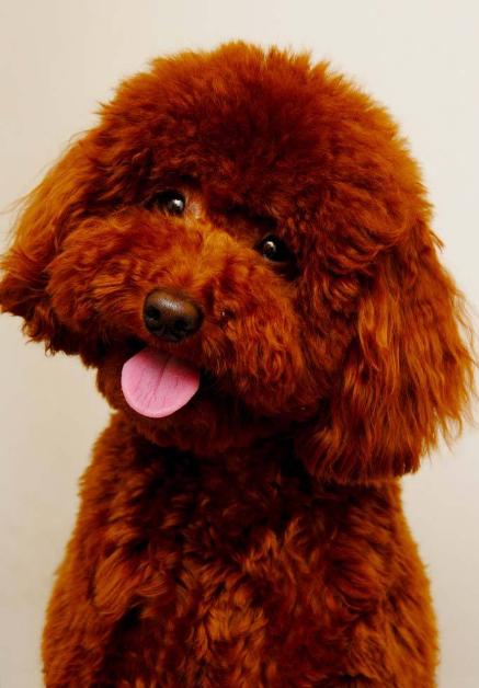 贵宾犬有几个颜色,贵宾犬颜色哪个最好