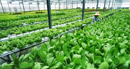 寿光菜篮子果蔬,寿光粤港澳大湾区蔬菜