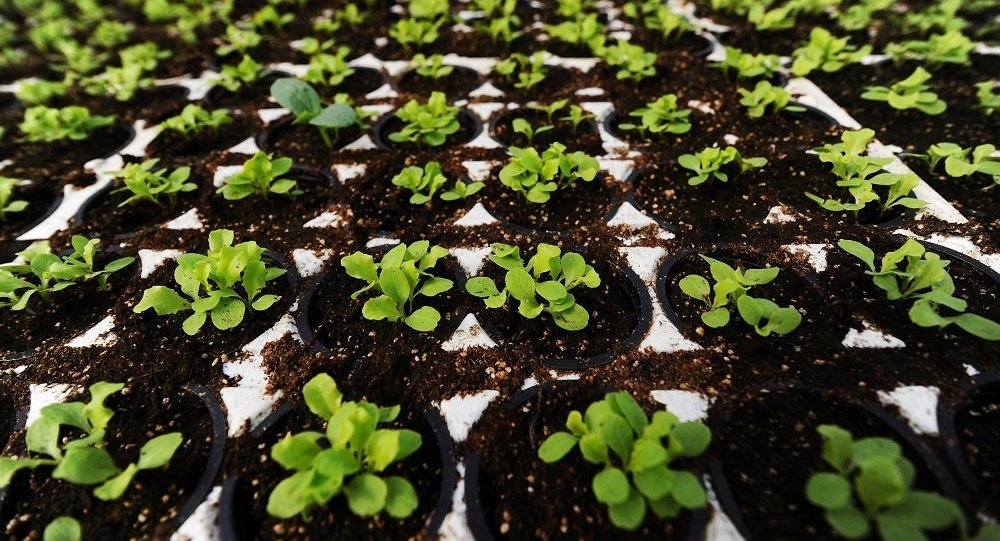 俄愿向中国买家提供农业土地，运现金后，再提供农业土地，有进展