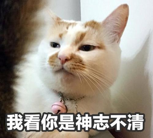 银白高地猫为什么不建议养,曼基康矮脚猫为什么不建议养