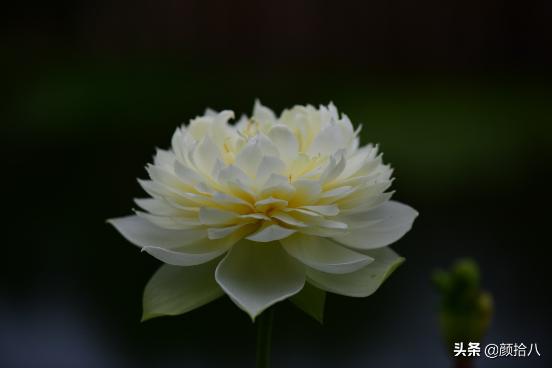 碗莲种藕生长到开花全过程,碗莲种植方法和时间图片