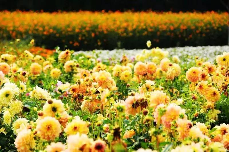 北京菊花花海,北京赏花好去处国际花港