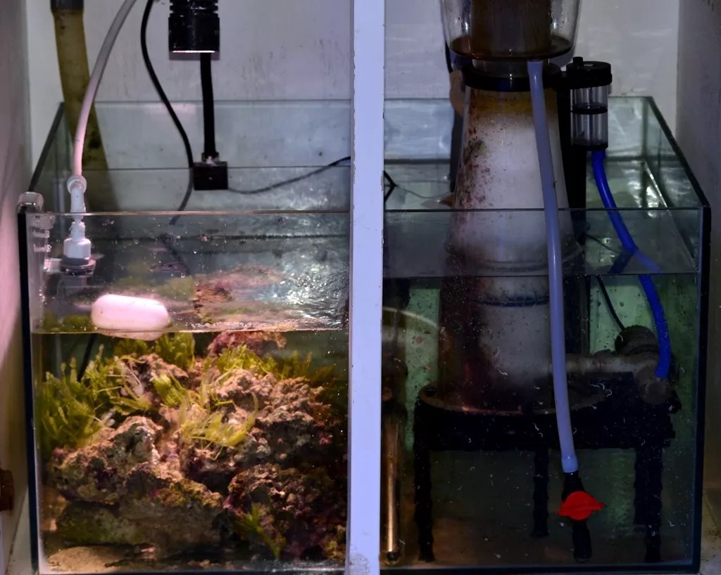 海缸刚开缸怎么饲养,海缸np双零珊瑚会白化吗