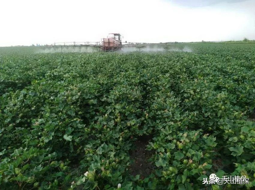 什么样的棉花算是早衰,如何应对棉花偏旺和早衰