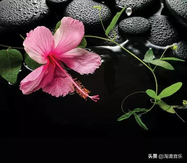 林清玄人生最美是清欢全文,人生最美是清欢林清玄摘抄