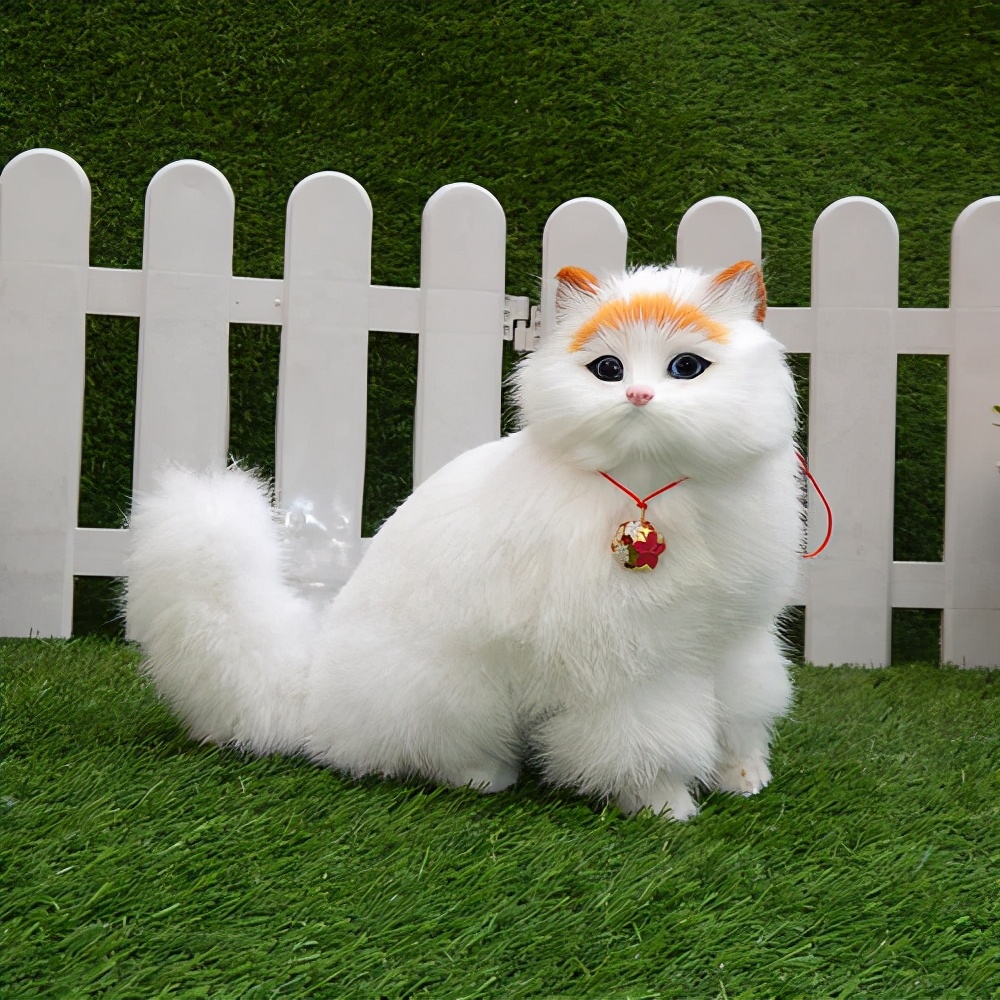 波斯猫一般多少价位一只,波斯猫的价位大概多少