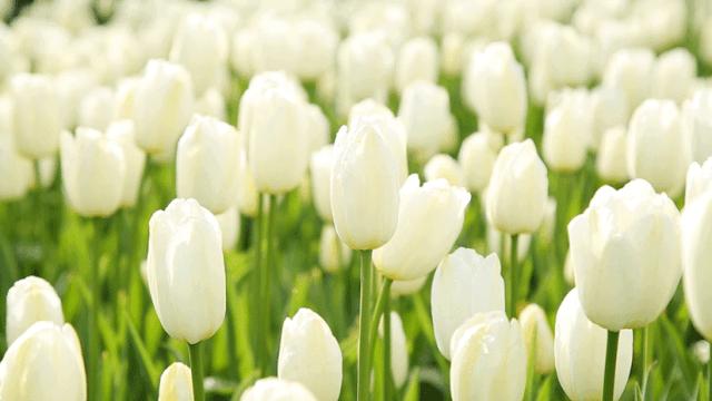 五家渠郁金香节旅游,五家渠郁金香节五一门票价是多少