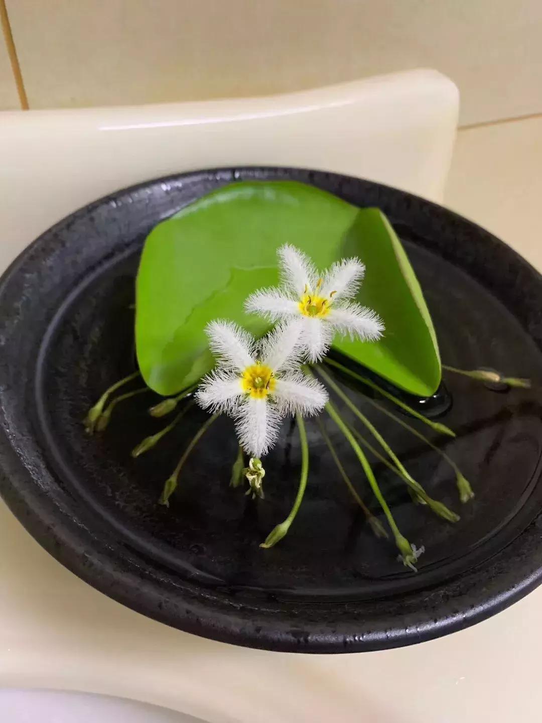 一叶莲叶子边缘发黄腐烂,一叶莲多久换一次水