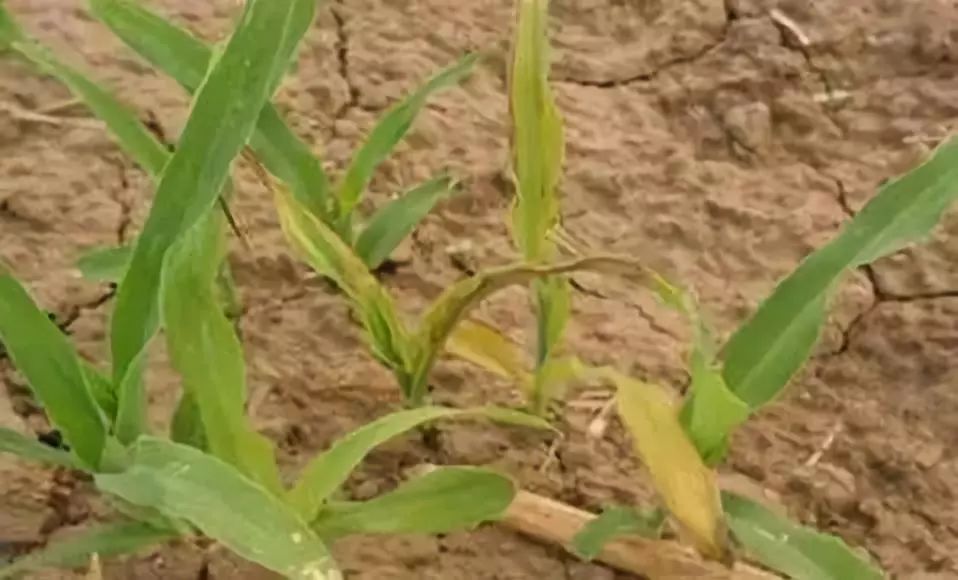 农作物药害处理办法,如何正确诊断农作物药害