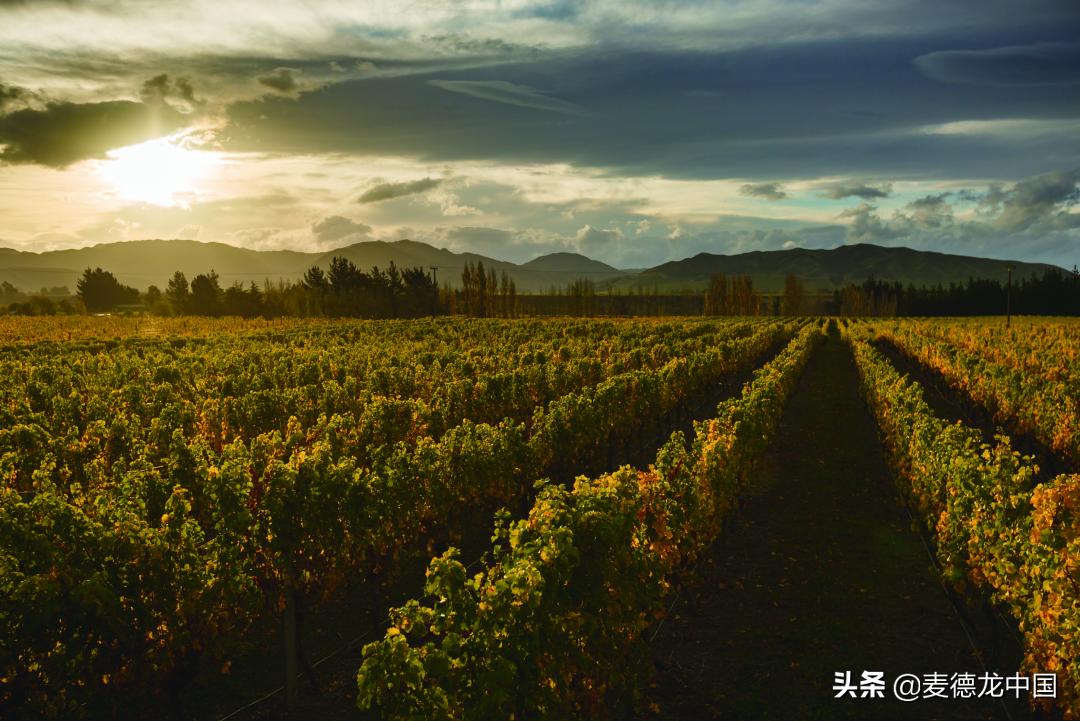 美酒大咖,新西兰清新自然美酒