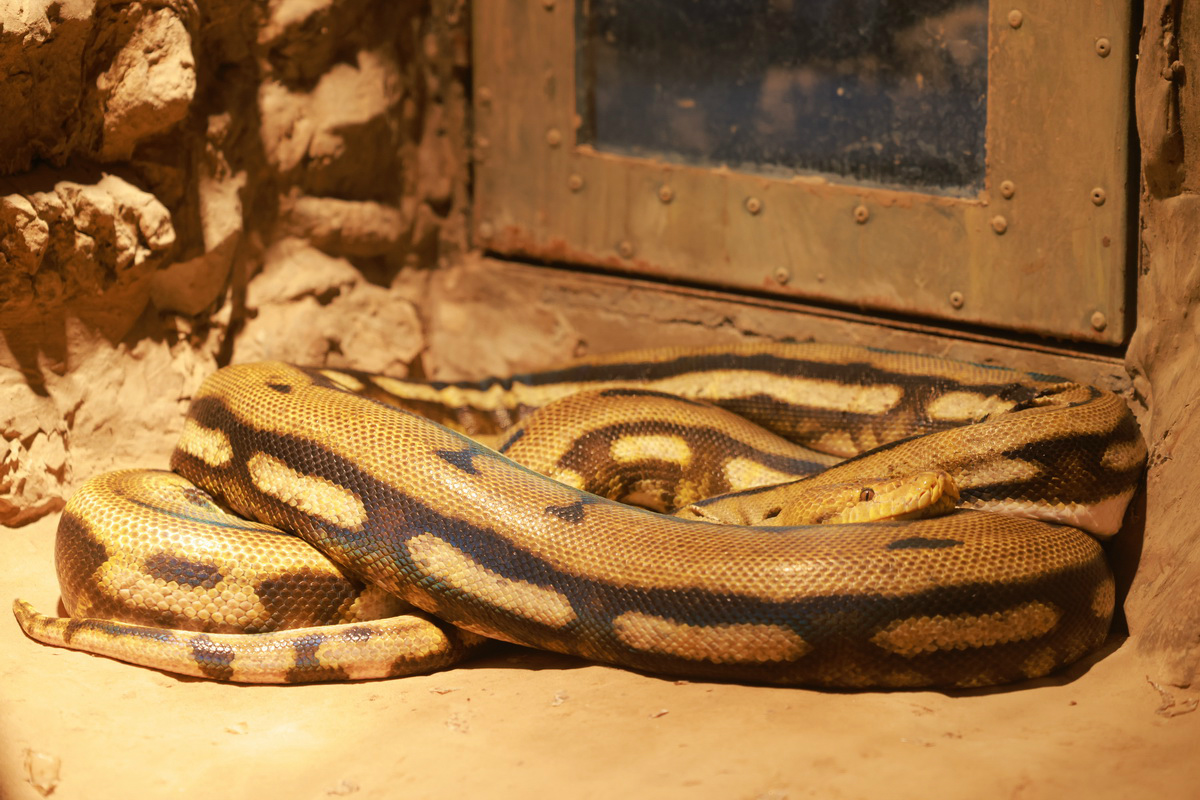 史上最轻便长焦利器佳能RF70-200mmF4L镜头评测