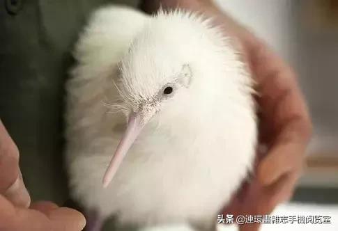 这60种罕见动物你见过几个,60种灭绝的动物