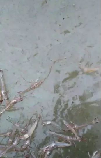 水体呈黑褐色是怎么回事,水体黄浑用什么解决