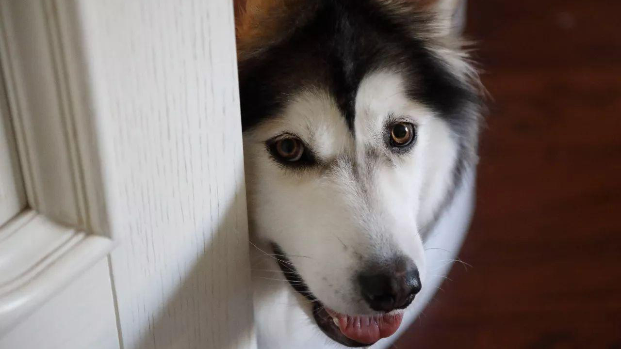 狗狗翻垃圾桶怎么处罚责骂都没用,其实解决方法很简单