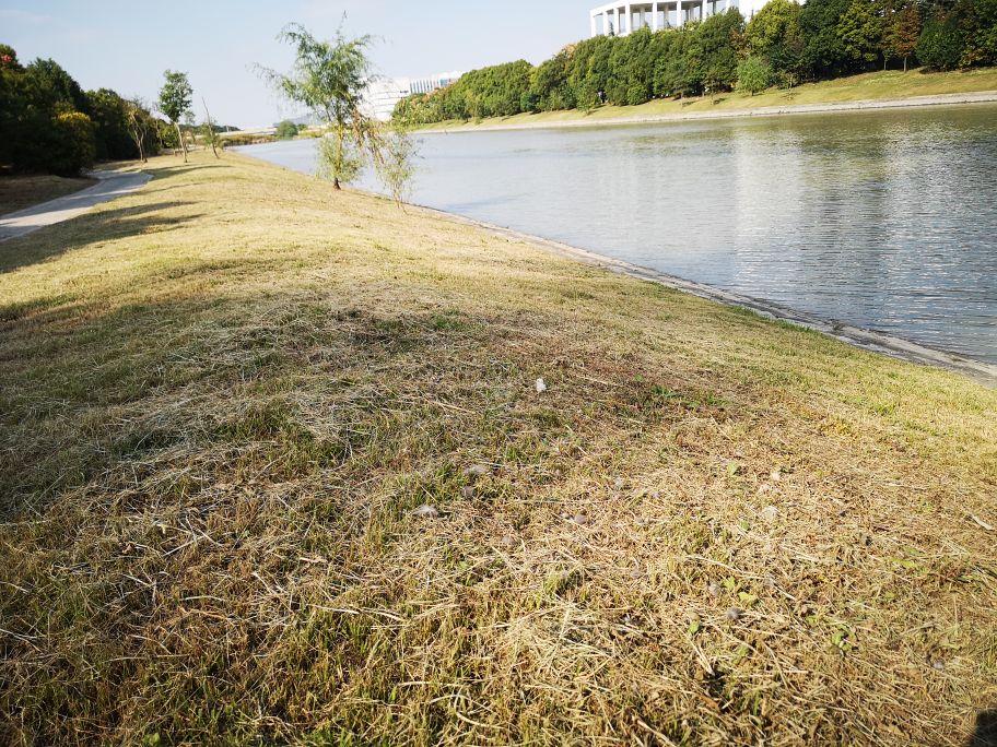 市民捡到野生鸟怎么处理,捡到野生动物怎么办