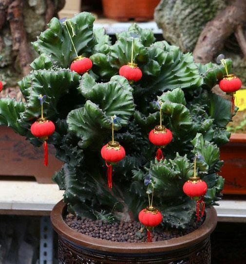 玉麒麟盆栽风水与摆放位置,镇宅盆栽玉麒麟