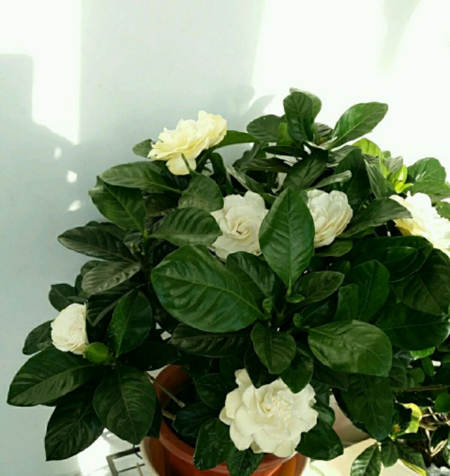 水培栀子花枯萎补救方法,水培栀子花开花后如何处理