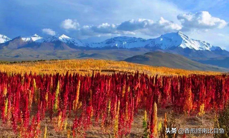 火遍全网的特产试吃,火遍全网的食物