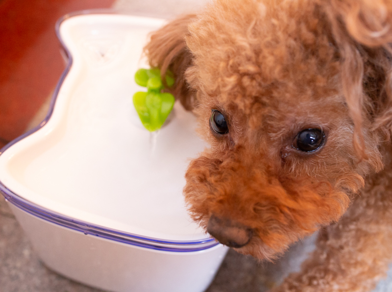 宠物智能恒温饮水机很好用,宠物饮水机哪款最好用