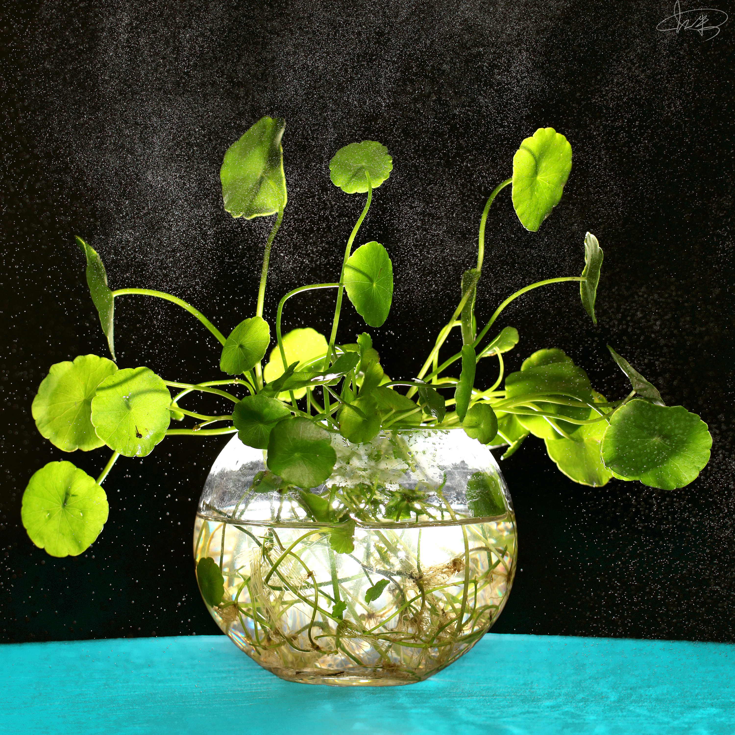 什么花可以养在水里?园艺师教你,8种“水生花”,怎么都泡不烂